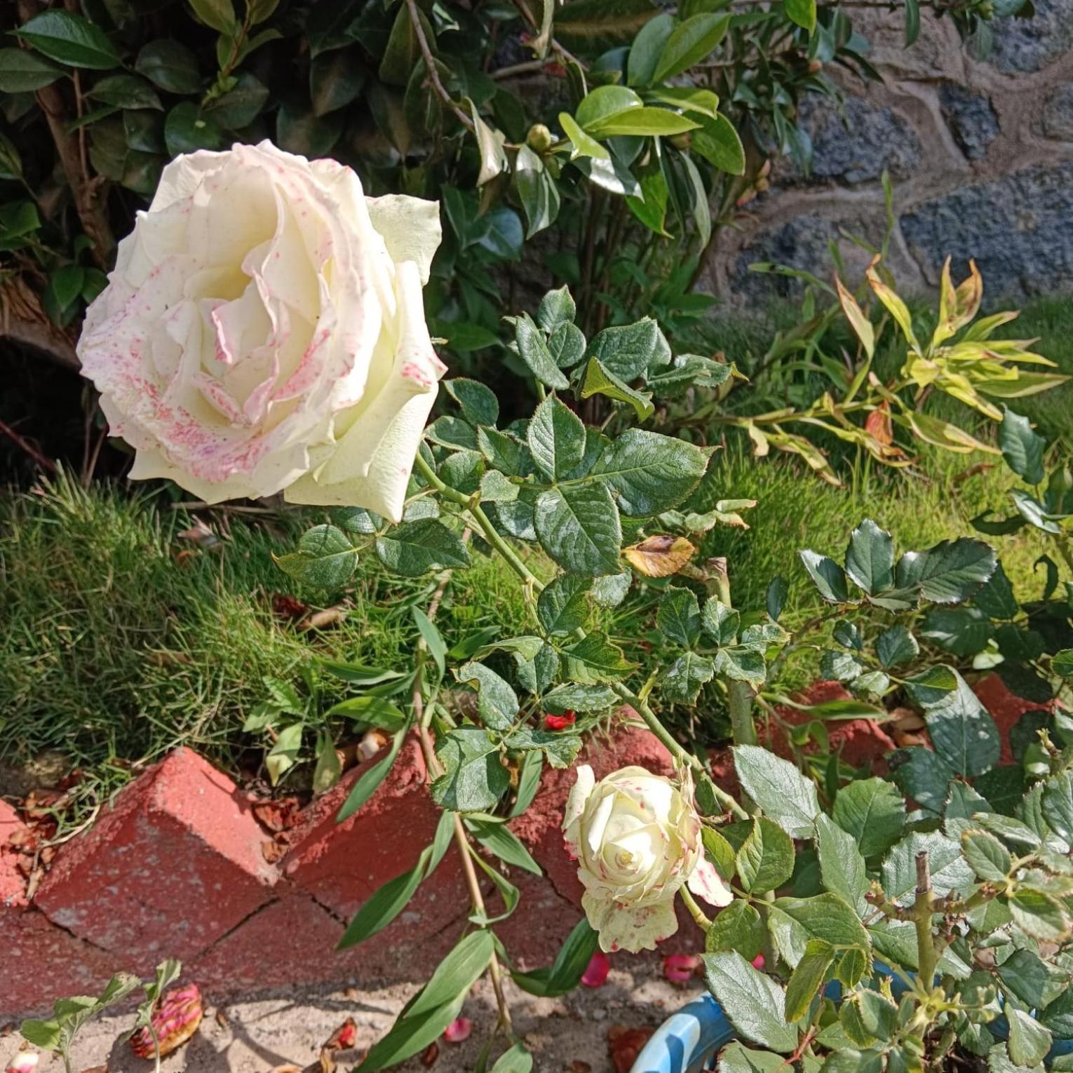 Kodai Riya Paradise Kodaikanal Dış mekan fotoğraf
