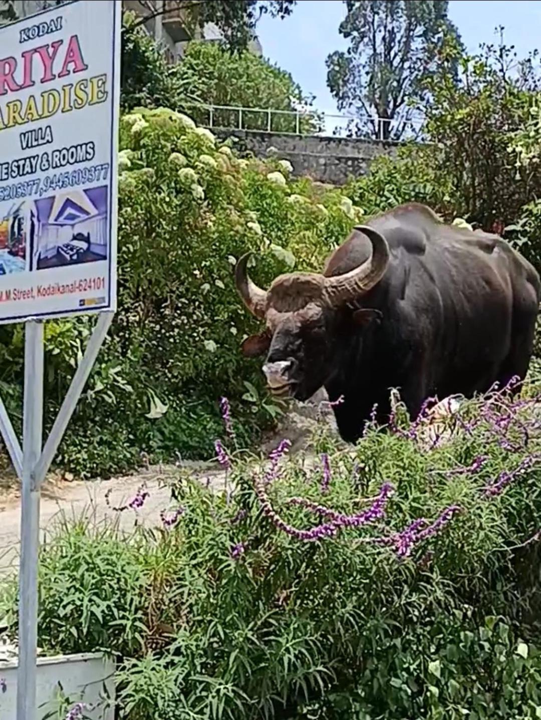 Kodai Riya Paradise Kodaikanal Dış mekan fotoğraf