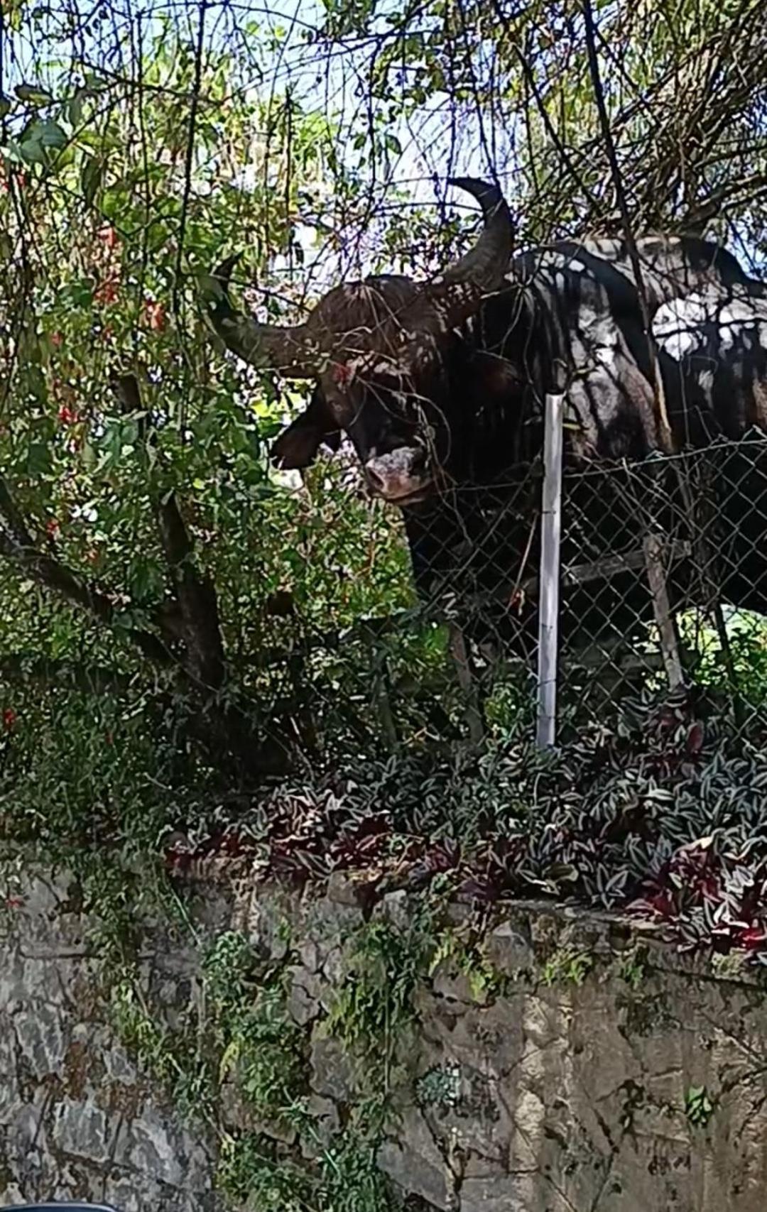 Kodai Riya Paradise Kodaikanal Dış mekan fotoğraf